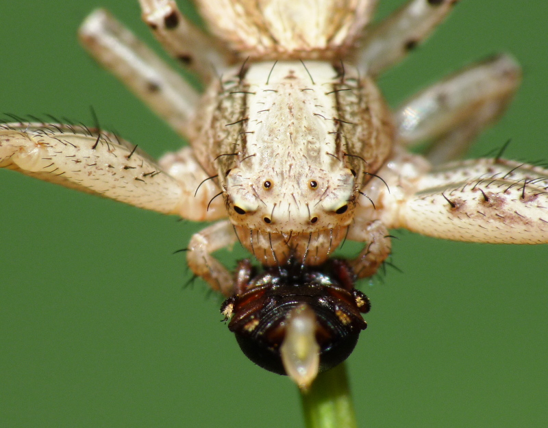 Xysticus sp.